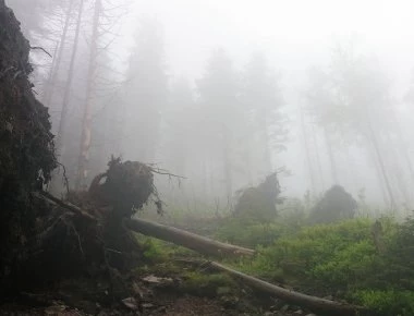 Ακόμα τρέμουν... Το στοιχειωμένο δάσος και οι κραυγές που παραπέμπουν σε ταινία θρίλερ... (video)